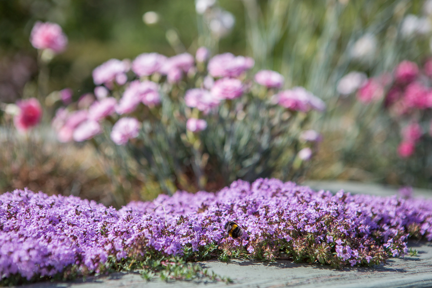 Hospice of St Francis Berkhamsted Gardens