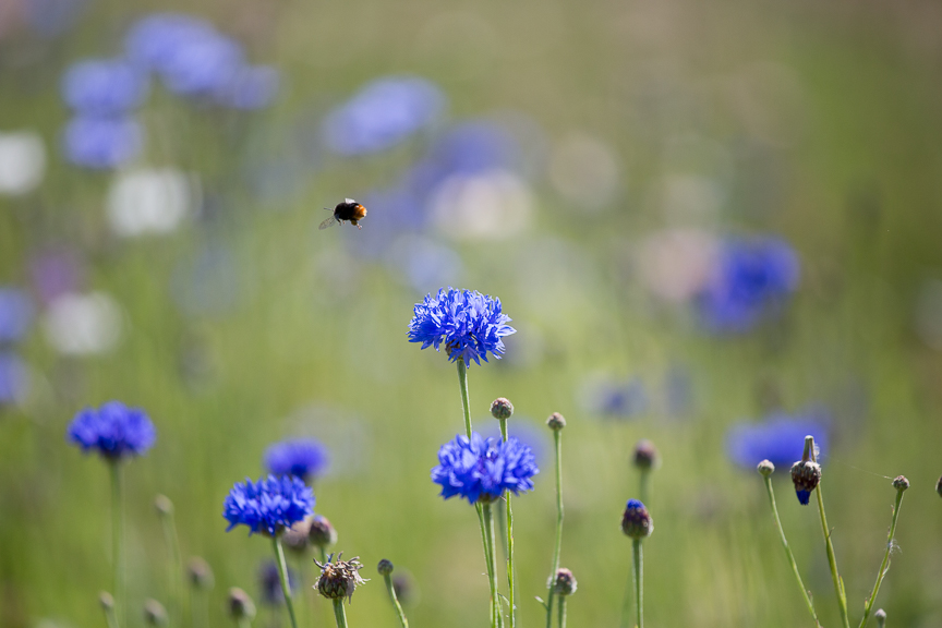 Hospice of St Francis Gardens Wildflowers