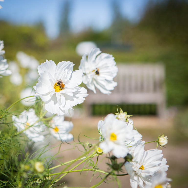 Hospice of St Francis Berkhamsted Gardens