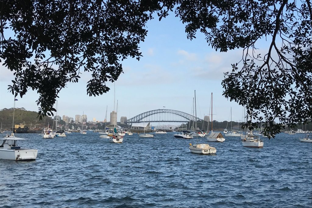 Sydney Harbour Framed by trees