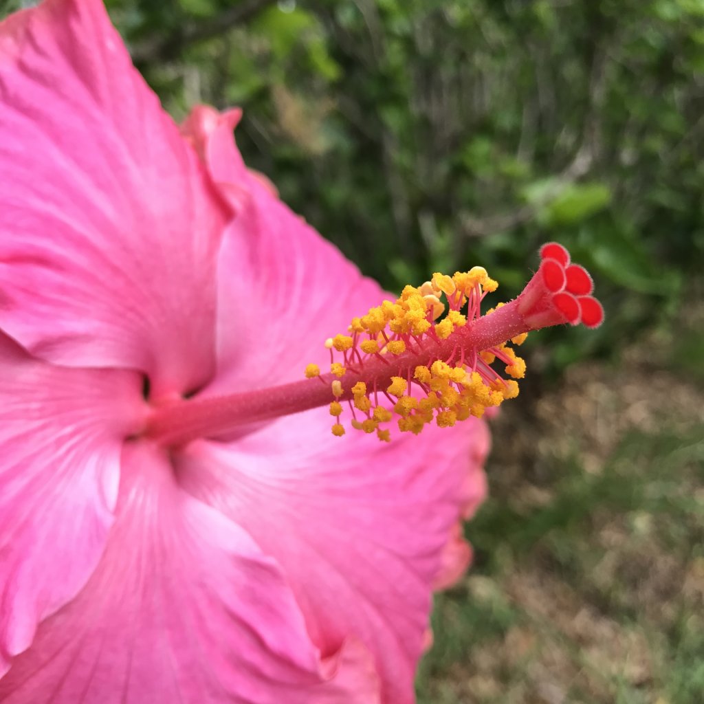 Hibiscus Flower