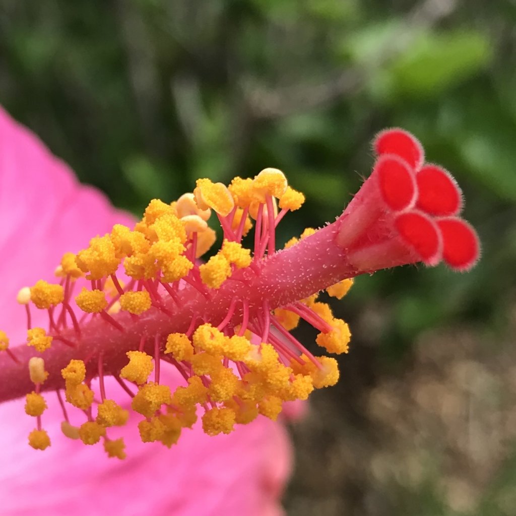 Hibiscus Flower Cropped