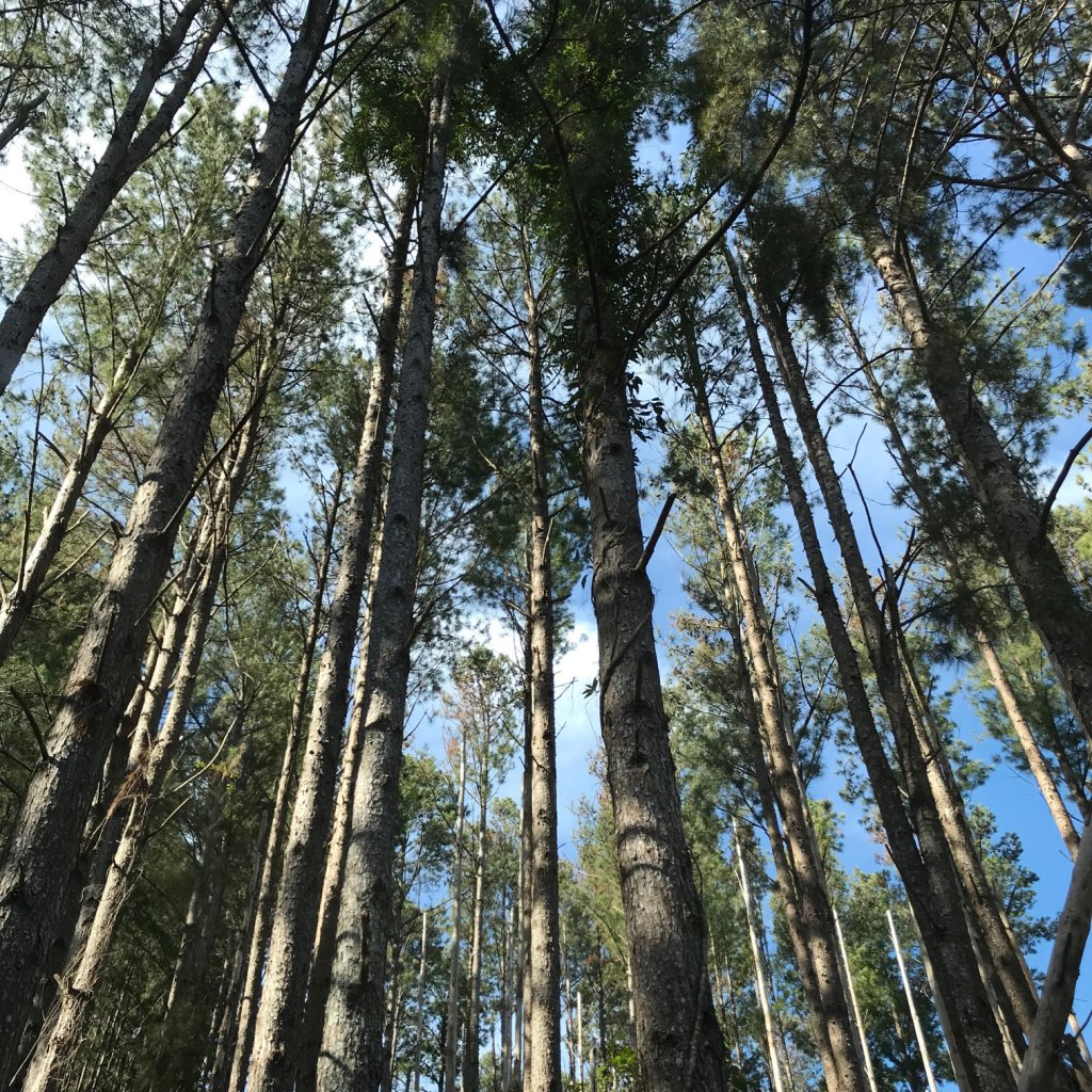 Looking up at trees from below