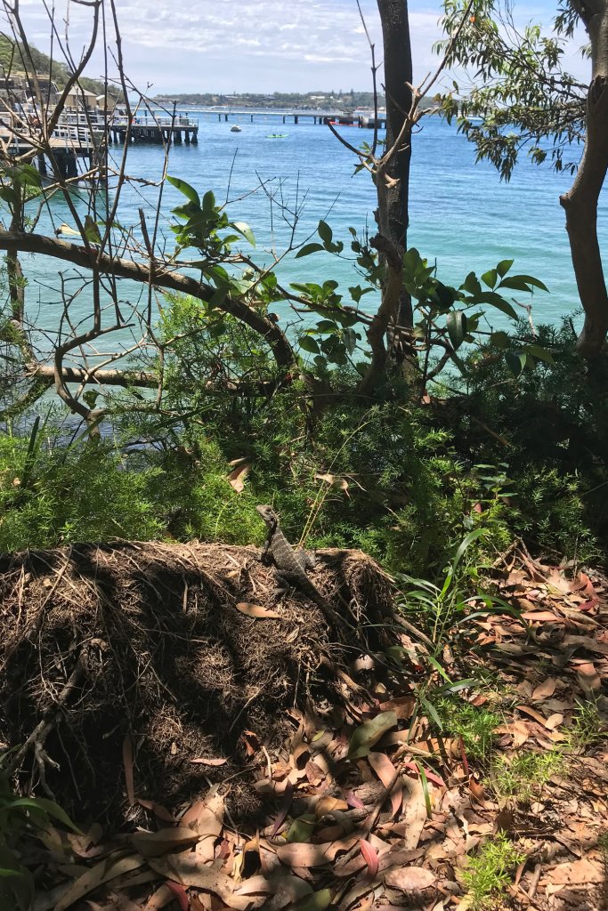 Lizard on a rock