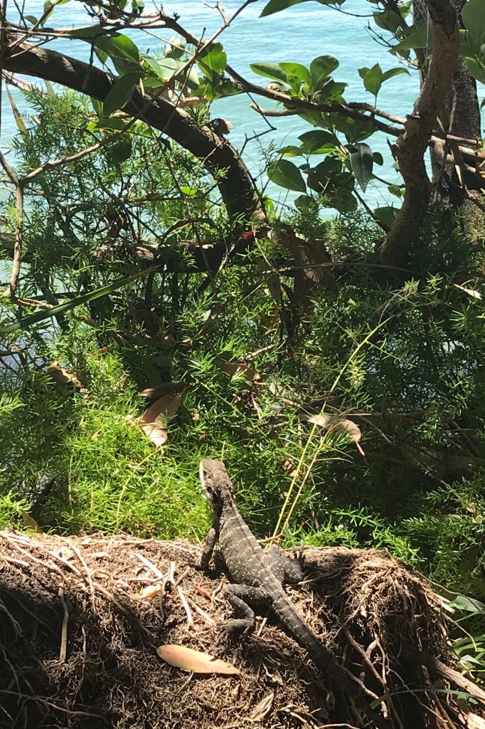 Lizard on a rock