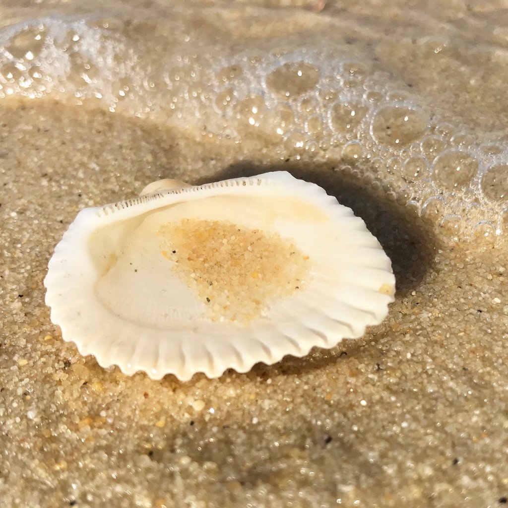 close up image of seashell on the beach