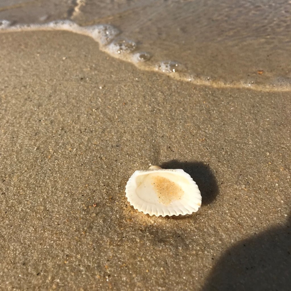 Seashell on the beach 