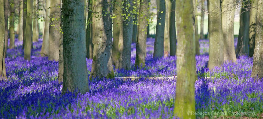 beautiful bluebells in the woods