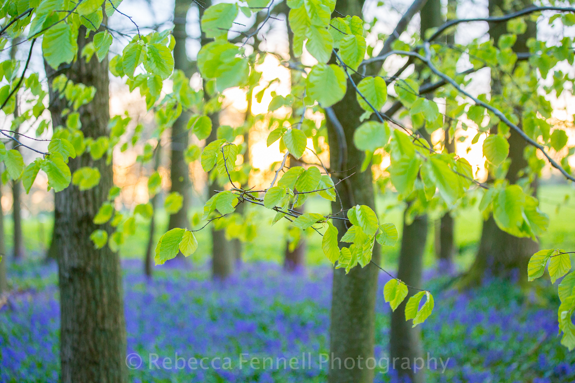 new growth on trees and bluebells