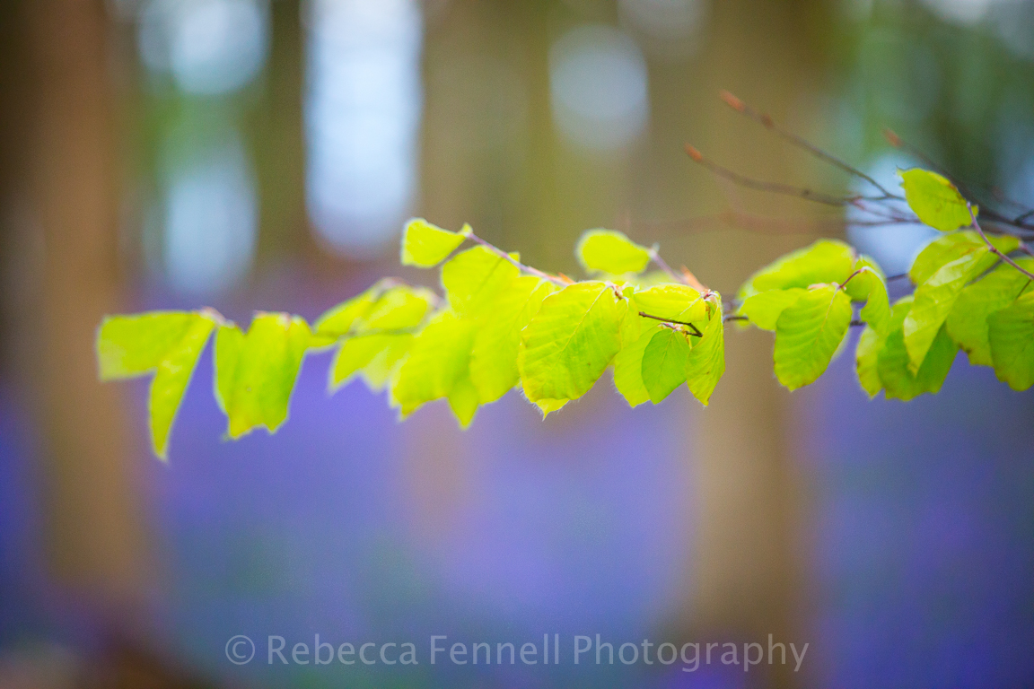 new growth on trees