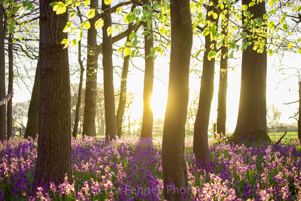sun shining through trees onto bluebells
