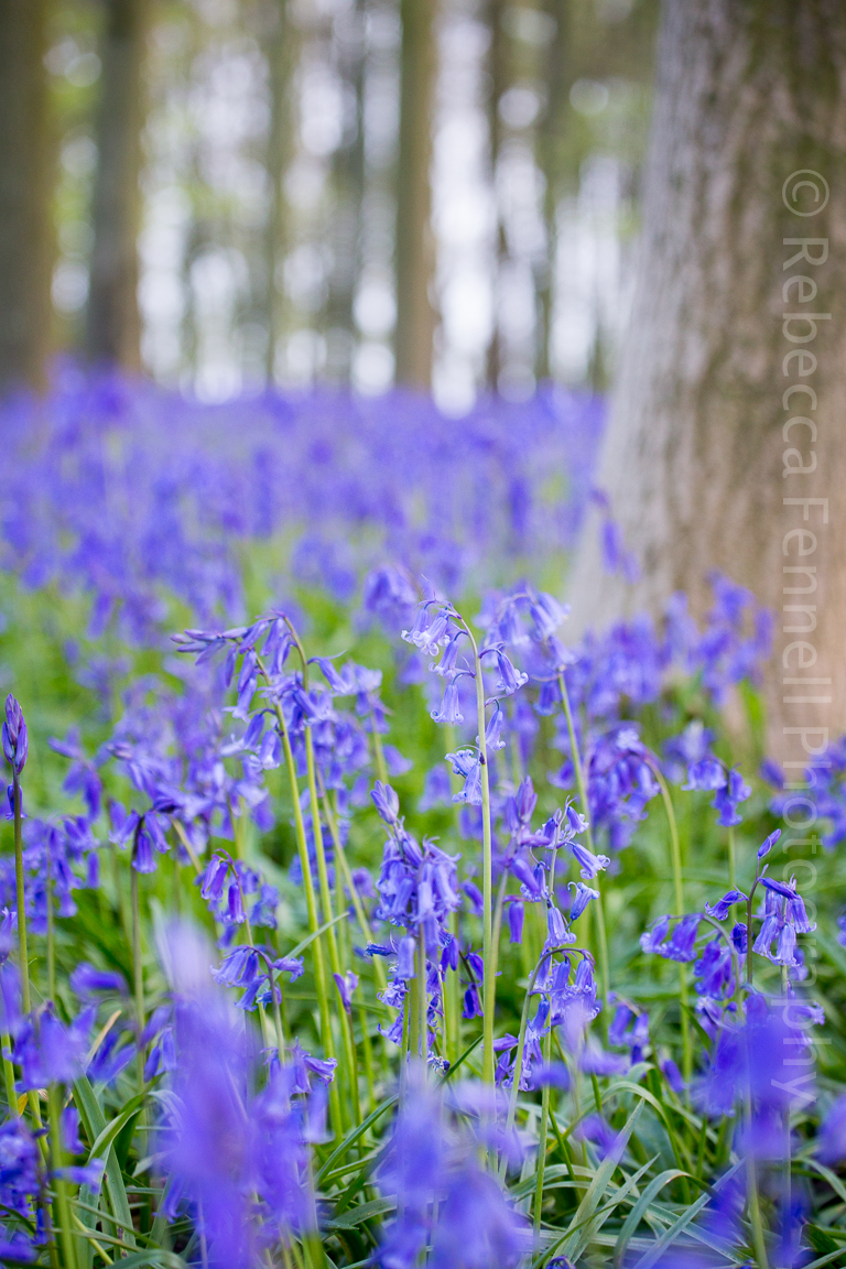 close up image of bluebells