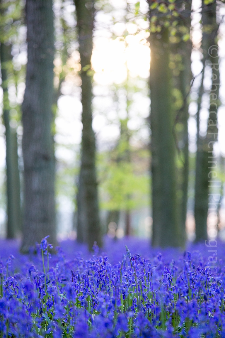 picture of bluebells taken from a distance