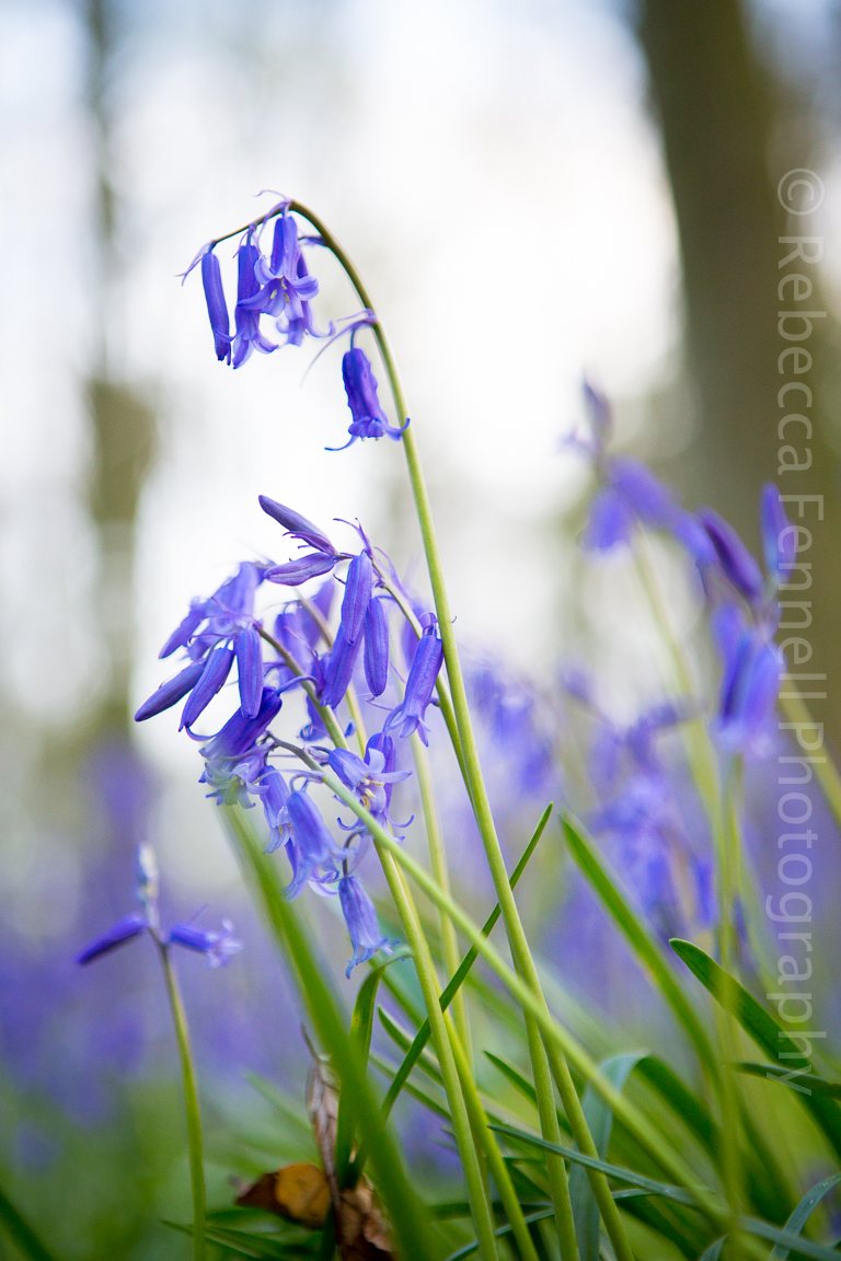 beautiful bluebell plant