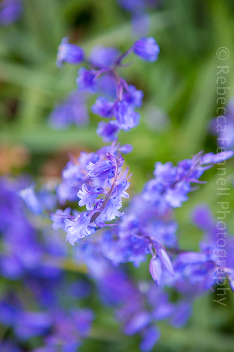 bluebells