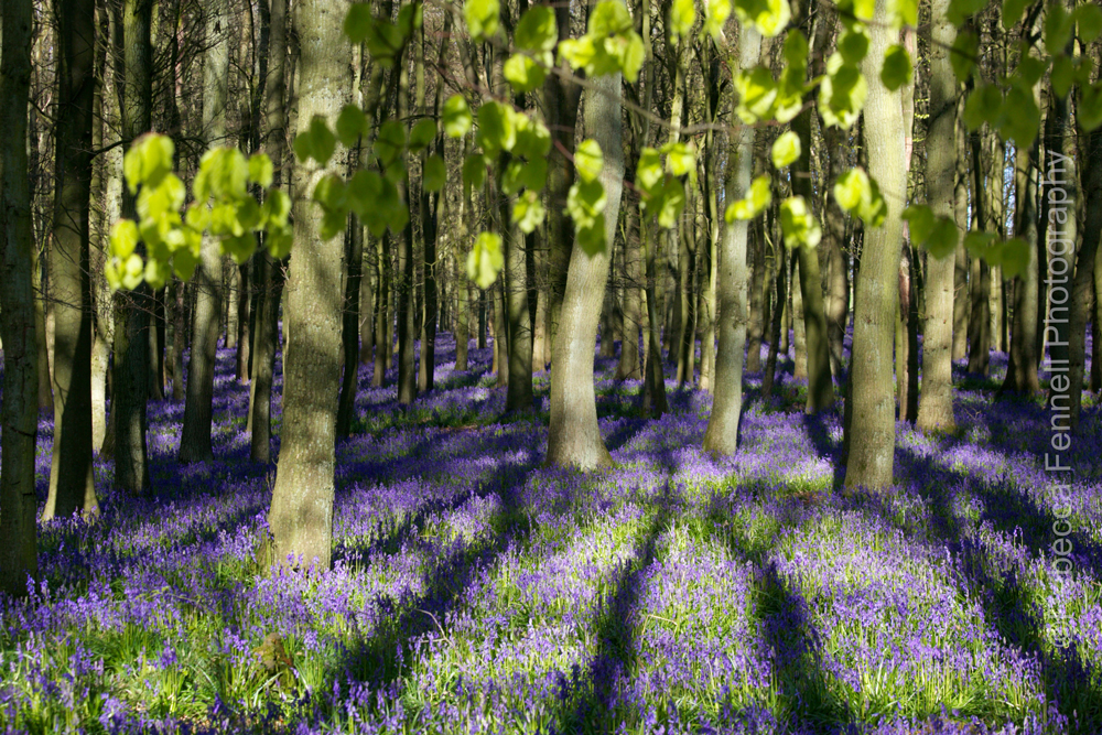 tree shadows falling on bluebells