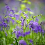 beautiful bluebell fronds